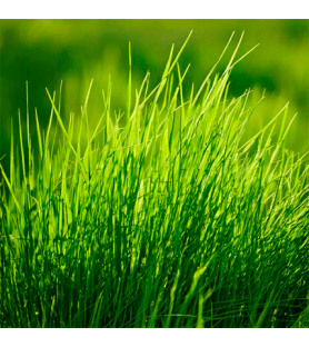 Green Grass flavour